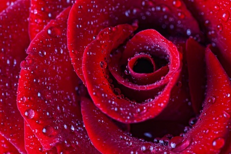 Red rose close-up in water dropsの写真素材