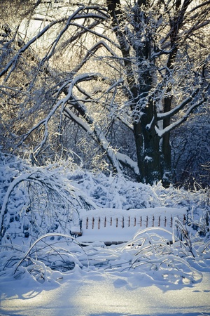 Winter park under snow at sunny dayの写真素材