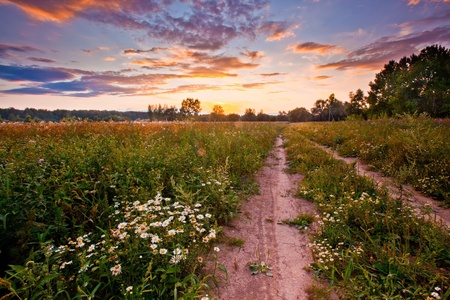 Autumn field with daisies at sunsetの写真素材
