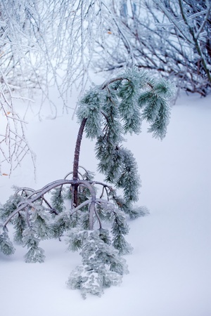 Close-up of ice on a pine-tree in winterの写真素材