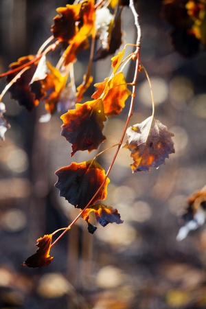 Mixed forest after fire at sunny dayの写真素材