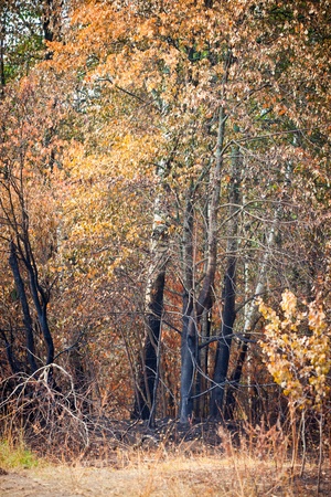 Mixed forest after fire at sunny dayの写真素材