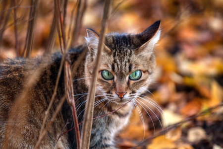 Mackerel tabby cat with green eye in autumn leaves