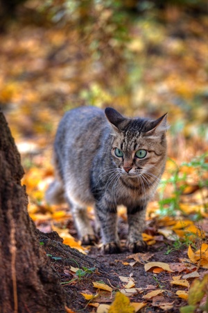 Mackerel tabby cat with green eye in autumn leavesの写真素材