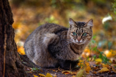 Mackerel tabby cat with green eye in autumn leavesの写真素材