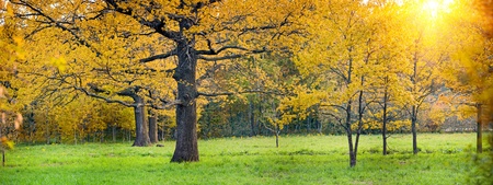 Panorama of a mixed forest with oak in autumn sunny dayの写真素材
