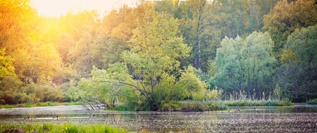 Landscape with forest lake in sunny eveningの写真素材