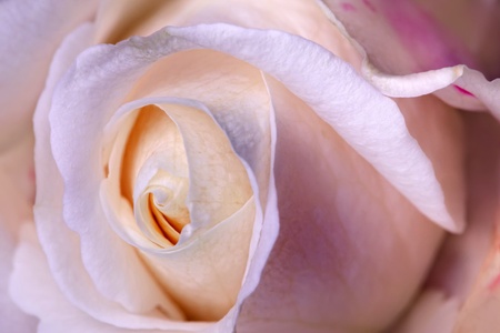 Macro flower beautiful pink roseの写真素材