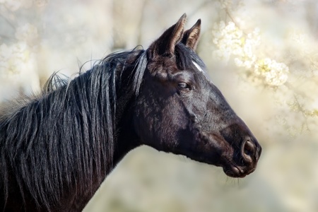 Black horse portrait in sunny spring dayの写真素材