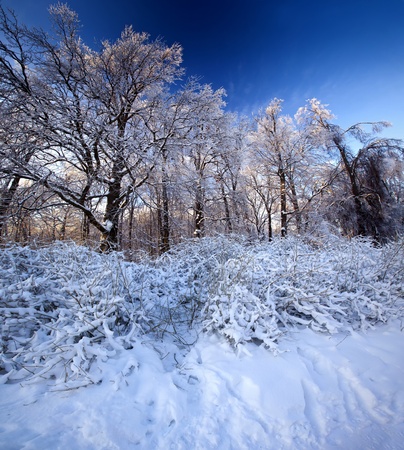 Winter panorama of a park under snow at sunny dayの写真素材