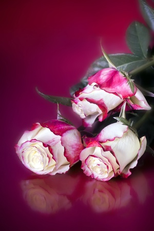 White and pink rosesの写真素材
