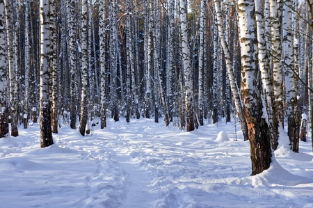 Winter birch grove with alley in sunny dayの写真素材