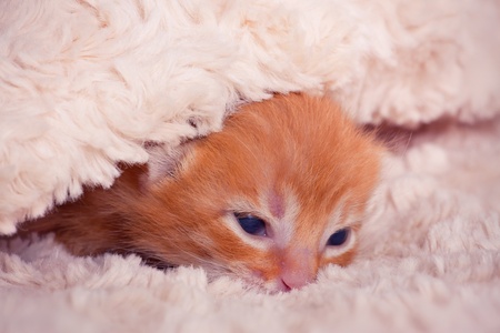Newborn red kitten open eye first dayの写真素材