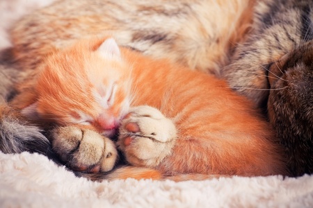 Mother cat with newborn kittenの写真素材