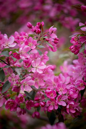 Purple blossom Hall crabapple (Malus halliana) backgroundの写真素材