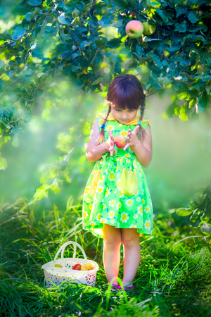 Girl with a basket of an apples in summer garden.の写真素材
