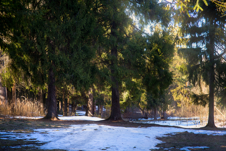 Early spring forest at sunny march dayの写真素材