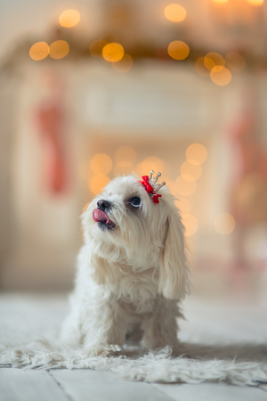 The Maltese funny dog portrait  in christmas lightの写真素材