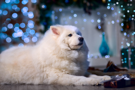 The Samoyed dog portrait  in christmas eveの写真素材