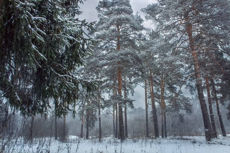 Forest under snow at sunny evening dayの写真素材