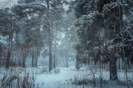 Forest under snowy at cloudy misty dayの写真素材