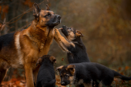 Portrait of male german shepherd dog with puppy  in an autumn parkの写真素材