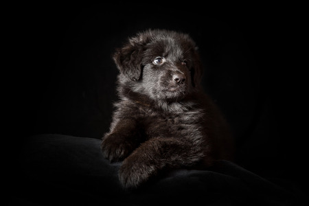6 weeks old long-haired black German shepherd puppies studio portrait on black backgroundの写真素材