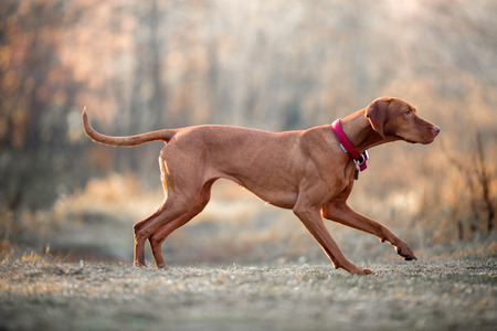 Hungarian Vizsla portrait  in wear at autumn misty parkの写真素材