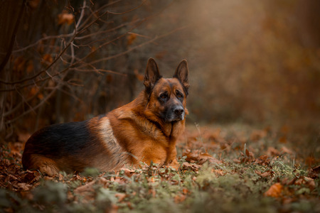 Beautiful exterior portrait of male german shepherd dog in an autumn parkの写真素材