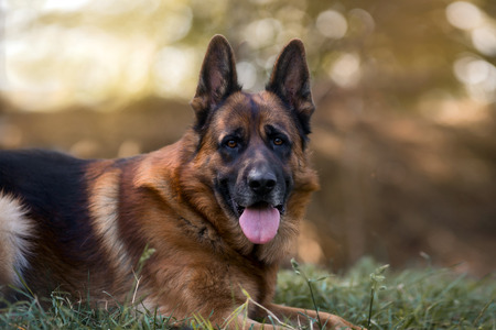 Beautiful exterior portrait of male german shepherd dog in an autumn parkの写真素材