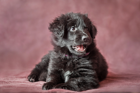 6 weeks old long-haired black  German shepherd puppies studio portrait on coloured backgroundの写真素材