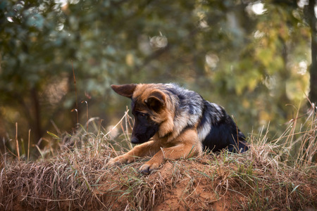 Beautiful exterior portrait of young 4 months old german shepherd dog in an autumn parkの写真素材