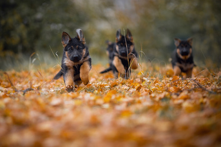Puppies of german shepherd dog running  in an autumn parkの写真素材