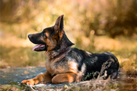Beautiful exterior portrait of young 4 months old german shepherd dog in an autumn parkの写真素材