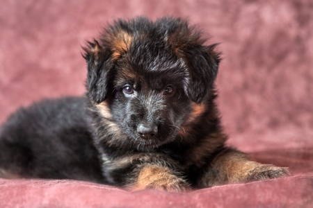 6 weeks old long-haired German shepherd puppies studio portrait on coloured backgroundの写真素材