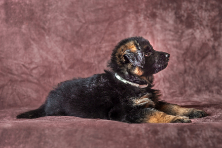 6 weeks old long-haired German shepherd puppies studio portrait on coloured backgroundの写真素材