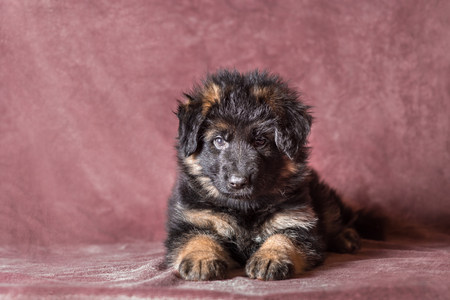 6 weeks old long-haired German shepherd puppies studio portrait on coloured backgroundの写真素材