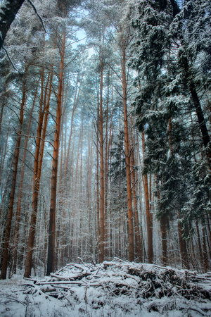 Forest under snow at sunny evening dayの写真素材