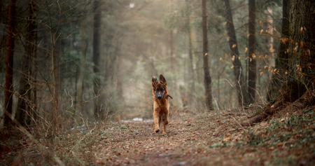German shepherd young male dog in a misty forest at early morningの写真素材
