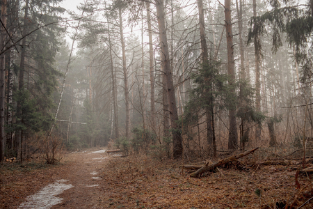 Misty landscape with forest at early spring morningの写真素材