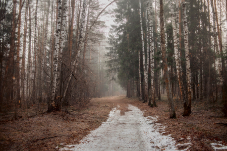 Misty landscape with forest at early spring morningの写真素材