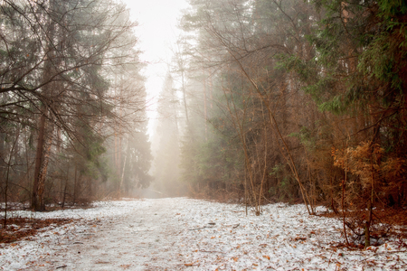 Misty landscape with forest at early spring morningの写真素材