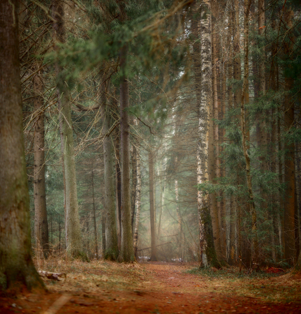 Misty landscape with forest at early spring morningの写真素材