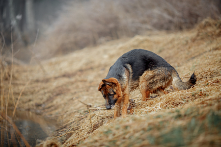 German shepherd young male dog in a misty forest at early morningの写真素材