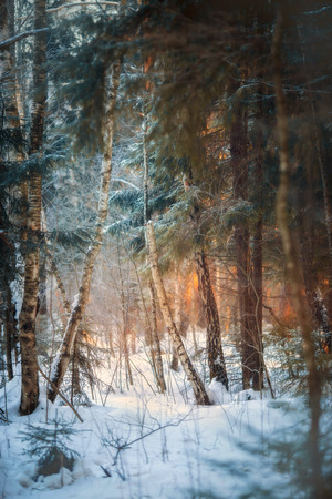 Forest under snow at sunny evening dayの写真素材