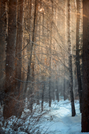Forest under snow at sunny evening dayの写真素材