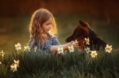 Little girl outdoor portrait near narcissus  flowers at sunsetの写真素材