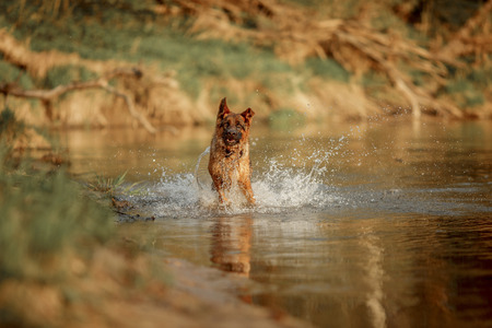 German shepherd dog swimming in the river at summer sunsetの写真素材