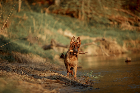 German shepherd dog swimming in the river at summer sunsetの写真素材