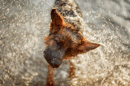 German shepherd dog swimming in the river at summer sunsetの写真素材